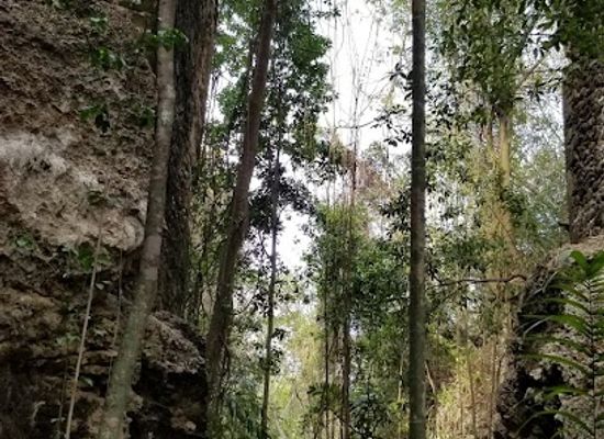 barbados/saint-george/landmark/old-stone-bridge-across-gulley