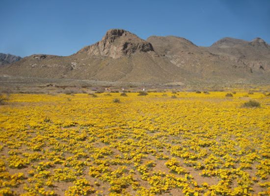 texas/el-paso/landmark/castner-range-national-monument