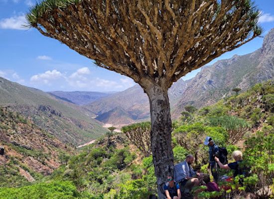 yemen/raymah/landmark/tour-socotra