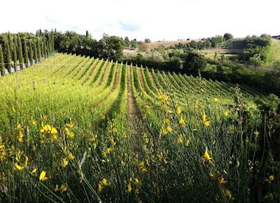 italy/san-gimignano/landmark/cappella-di-sant-andrea