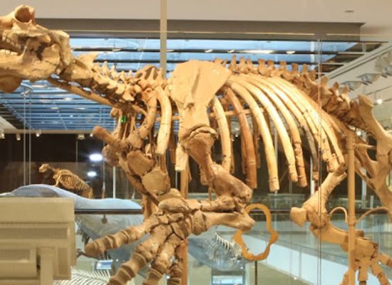 wyoming/laramie/landmark/museum-of-vertebrates