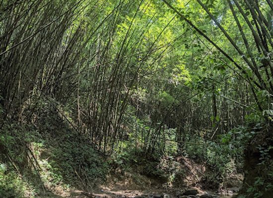 bangladesh/ratargul-swamp-forest/landmark/hum-hum-waterfall-rajkandi-reserve-forest