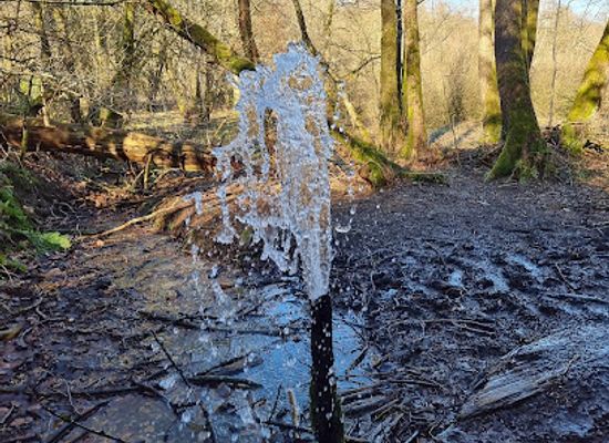 denmark/rold-skov/attraction/springkilden