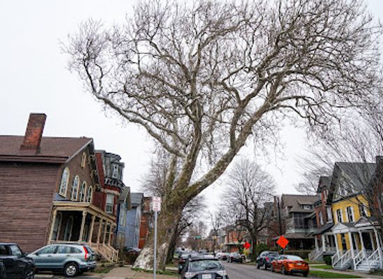 new-york/buffalo/downtown-buffalo/landmark/oldest-tree-in-buffalo