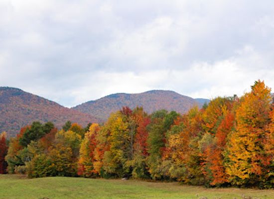 vermont/orleans-county/landmark/wiessner-woods
