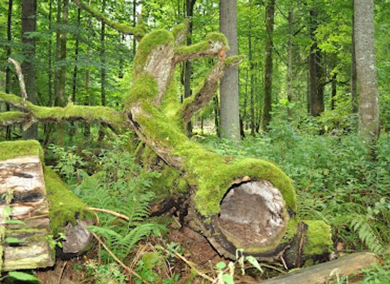 poland/białowieża-forest/landmark/bialowieza-national-park