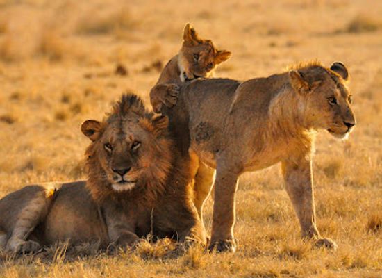 tanzania/arusha/landmark/african-plumage-tours