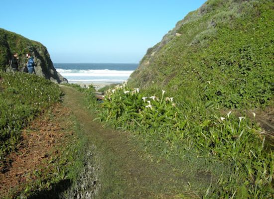 california/carmel-by-the-sea/landmark/calla-lily-valley