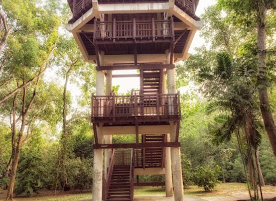 singapore/pasir-ris/landmark/pasir-ris-park-mangrove-boardwalk