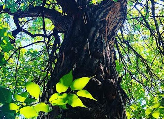 indiana/the-ohio-river-valley/landmark/the-witches-tree