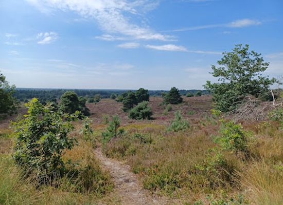 netherlands/sallandse-heuvelrug-national-park/landmark/uitzichtpunt-holterberg
