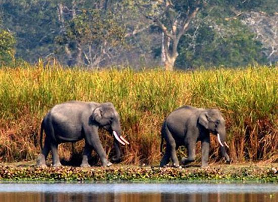 india/nagaland/landmark/hollongapar-gibbon-sanctuary