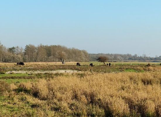 germany/north-frisia/landmark/nabu-nature-center-katinger-watt