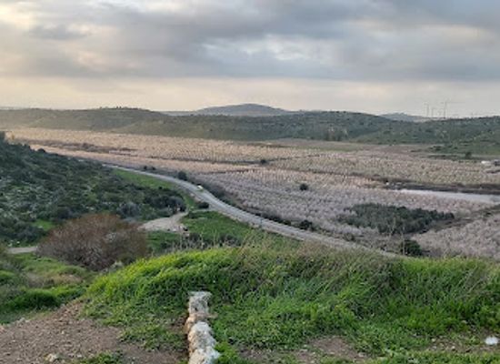 israel/jordan-valley/landmark/valley-of-elah-terebinths