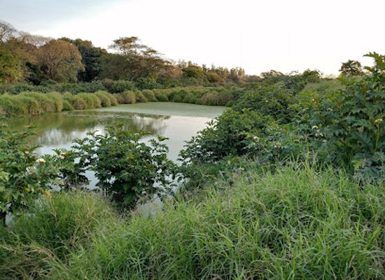 zambia/lower-zambezi-national-park/landmark/kalimba-reptile-park