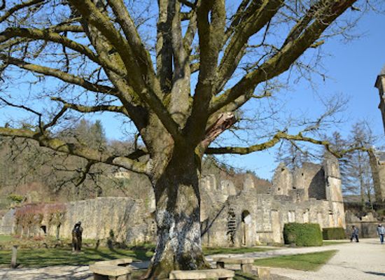 belgium/luxembourg/landmark/abbaye-d-orval