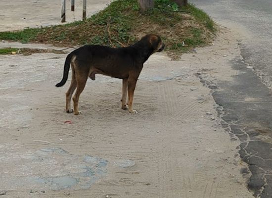 guyana/skeldon/landmark/skeldon-estate-compound