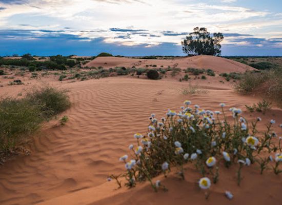australia/far-west/landmark/perry-sandhills