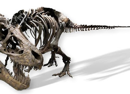 tennessee/highland-rim/landmark/earth-experience-middle-tennessee-museum-of-natural-history