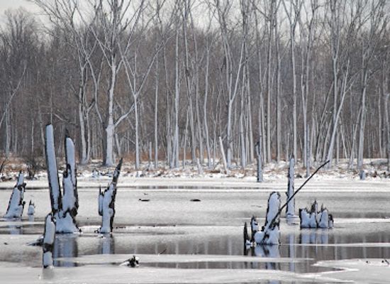 indiana/indiana-dunes-national-park/landmark/indiana-dunes-national-park-great-marsh-trail