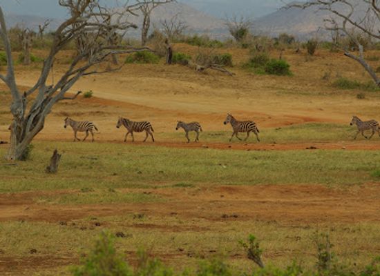 kenya/tsavo-national-park/landmark/tsavo-river