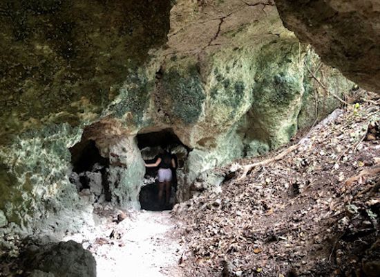 barbados/animal-flower-cave/landmark/barbados-wildlife-reserve