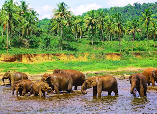 sri-lanka/pinnawala-elephant-orphanage/landmark/elephant-bathing-site