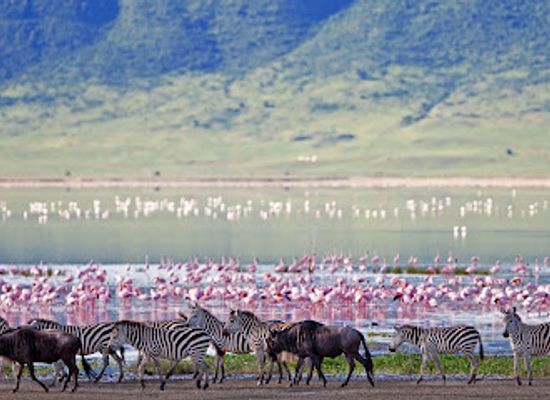tanzania/ngorongoro-conservation-area/landmark/ngorongoro-wildlife