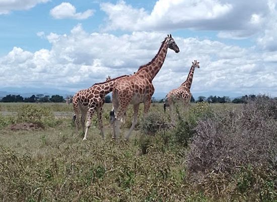 kenya/lake-nakuru-national-park/landmark/lake-nakuru-national-park-offices