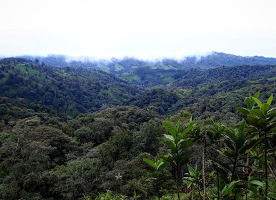 ecuador/mindo-cloud-forest/landmark/reserva-puyucunapi-mindo-cloudforest-foundation