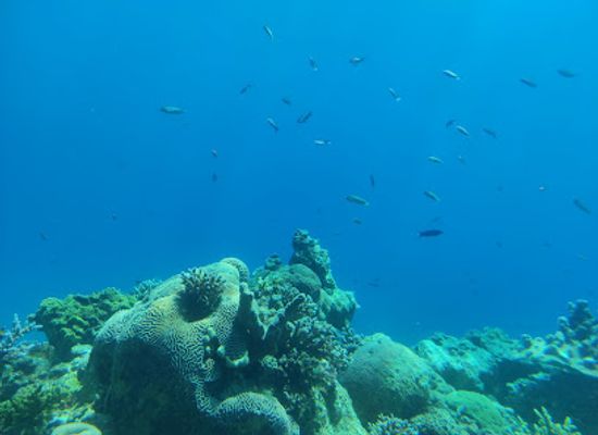 israel/red-sea-coral-reef/landmark/underwater-observatory-park