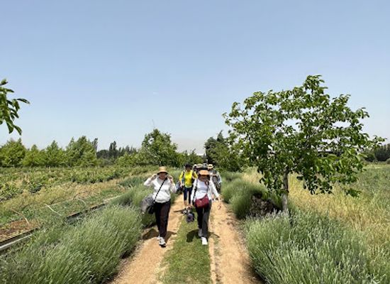 lebanon/bekaa-valley/landmark/massaya-lebanese-winery-tanail-bekaa-lebanon