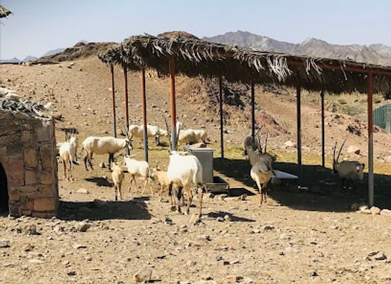 united-arab-emirates/hatta/landmark/mahmiyat-al-maha-al-arabi