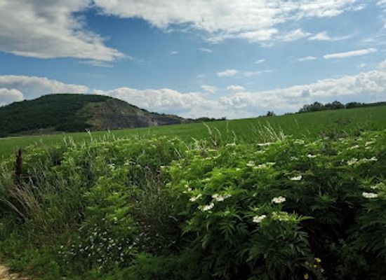 hungary/borzsony-mountains/landmark/nagyborzsony-forest-railway