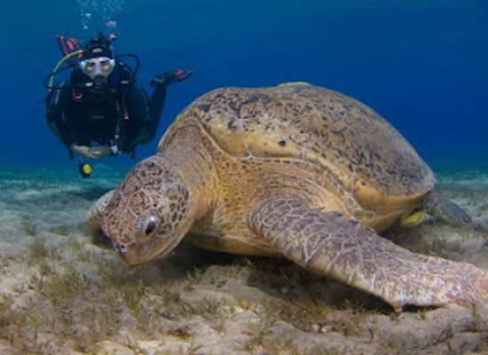 israel/eilat/landmark/nautilus-red-sea