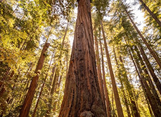 california/silicon-valley/landmark/redwood-grove-loop-trail