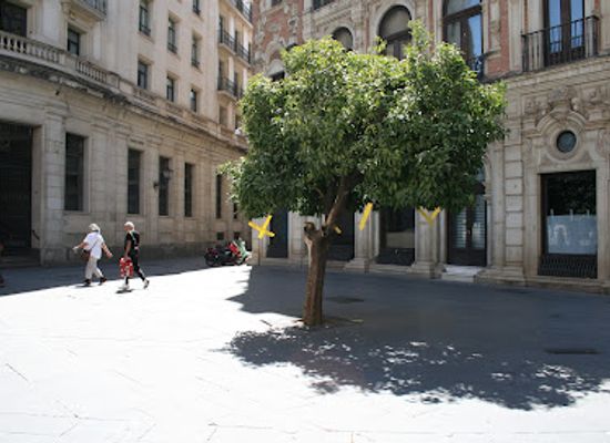 spain/seville/el-arenal/landmark/yellow-tree