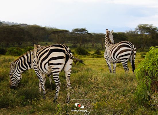 kenya/lake-naivasha/landmark/lake-oloidien