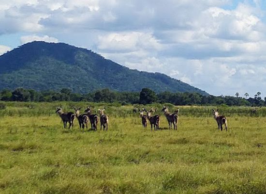 malawi/thyolo-highlands/landmark/liwonde-national-park