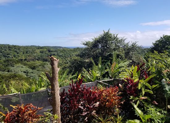 grenada/gouyave/landmark/palm-tree-gardens