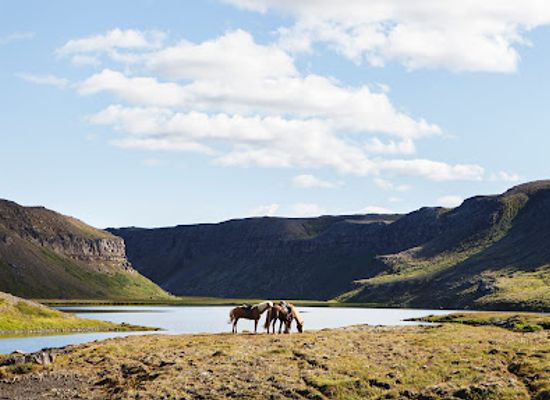 iceland/highlands/landmark/islandshestar