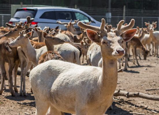 ohio/firelands/landmark/african-safari-wildlife-park