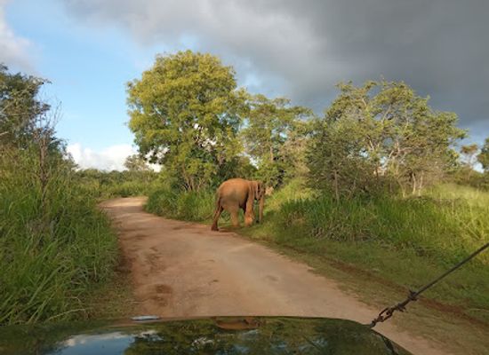 sri-lanka/dry-zone/landmark/minneriya-kaudulla-jeep-safari