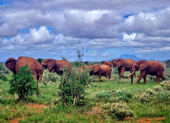 kenya/diani-beach/landmark/african-bush-beach-adventures