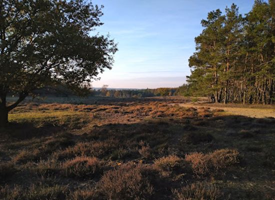 netherlands/hoge-veluwe-national-park/landmark/deelerheide-deelerwoud