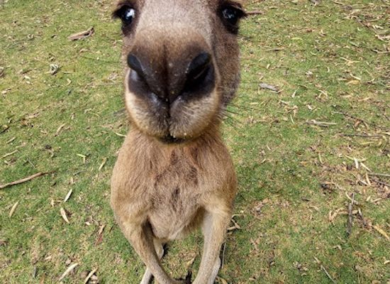 australia/fleurieu-peninsula/landmark/urimbirra-wildlife-park