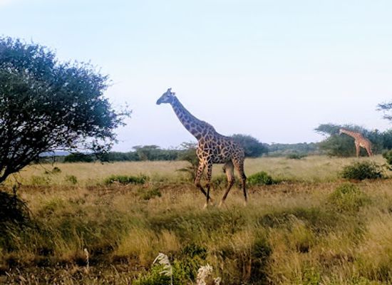 kenya/amboseli-national-park/landmark/tsavo-west-national-park