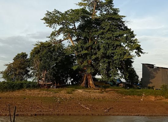 indonesia/east-kalimantan/landmark/old-kabu-tree