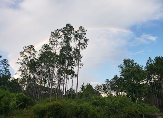 florida/big-bend/landmark/aucilla-wildlife-management-area