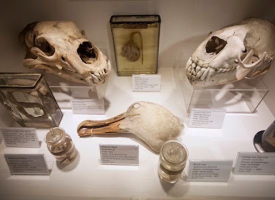 united-kingdom/dundee/attraction/d-arcy-thompson-zoology-museum-university-of-dundee-2